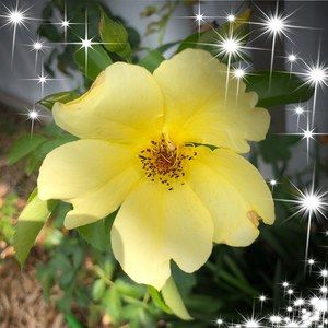 Meet your Posher, Ann